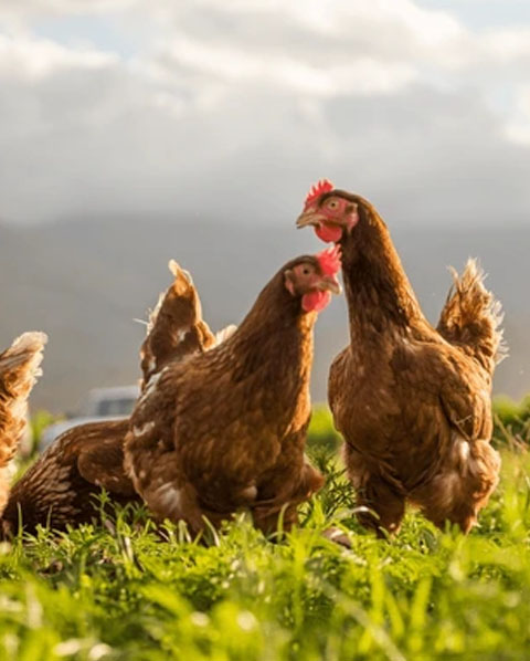 Poultry & Game Birds